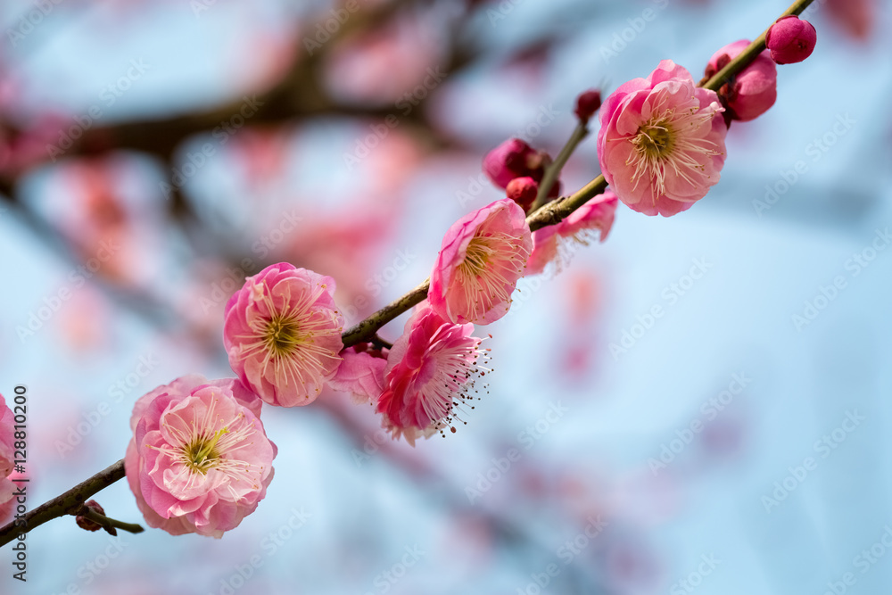 梅花枝繁叶茂