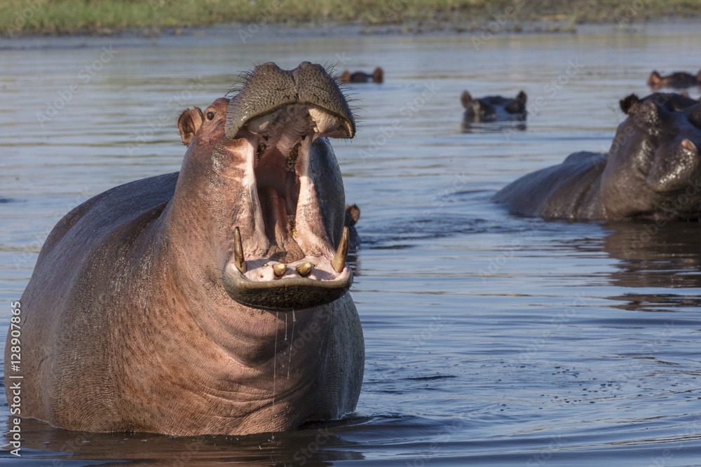 表现出攻击性的普通河马或河马（hippopotamus amphibius）。博茨瓦纳奥卡万戈三角洲