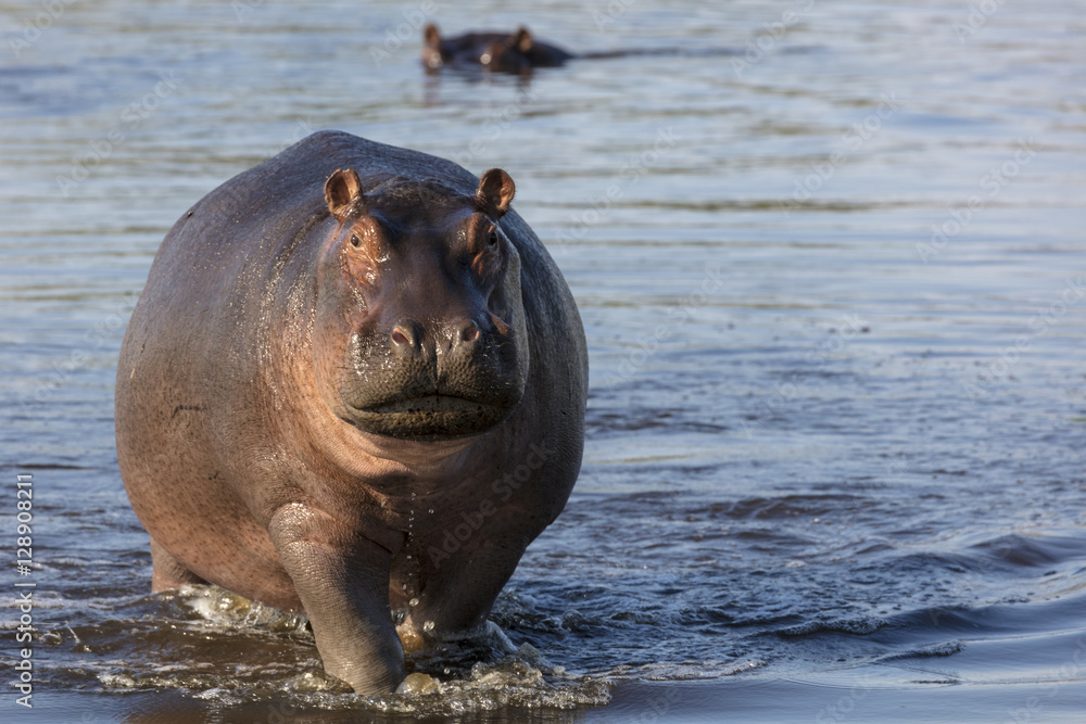 Common hippopotamus or hippo (Hippopotamus amphibius) showing aggression. Okavango Delta. Botswana