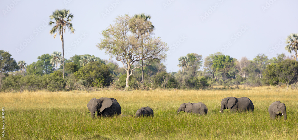 非洲丛林象（Loxodonta africana）在湿地觅食。奥卡万戈三角洲。博茨瓦纳