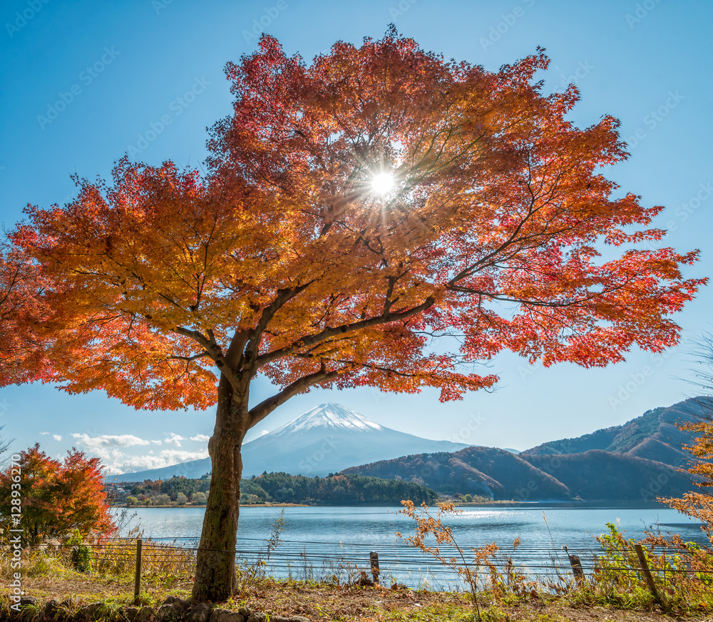 日本河口湖的富士山上有美丽的枫叶和树木