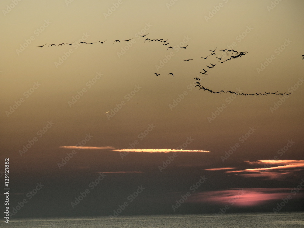 Zugvögel im Abendrot