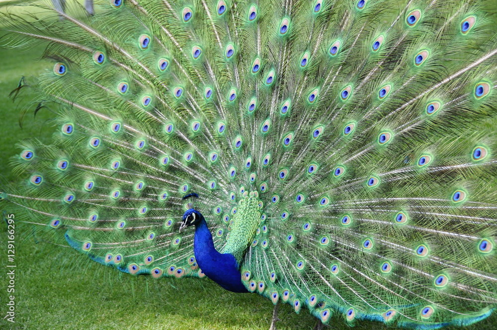 Peacock spreading and displaying his feathers 