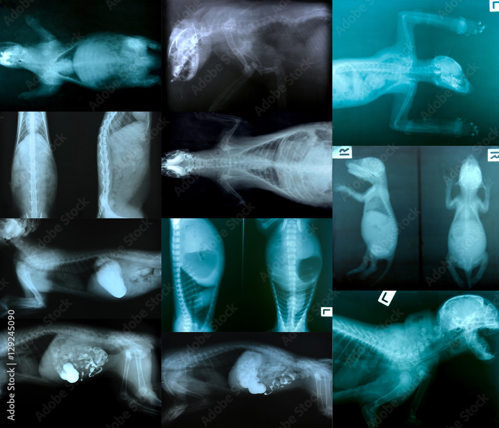 动物骨骼x射线照片