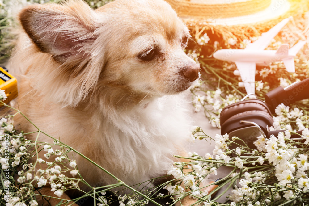 cute chihuahua brown dog sitting relax with flower notebook came