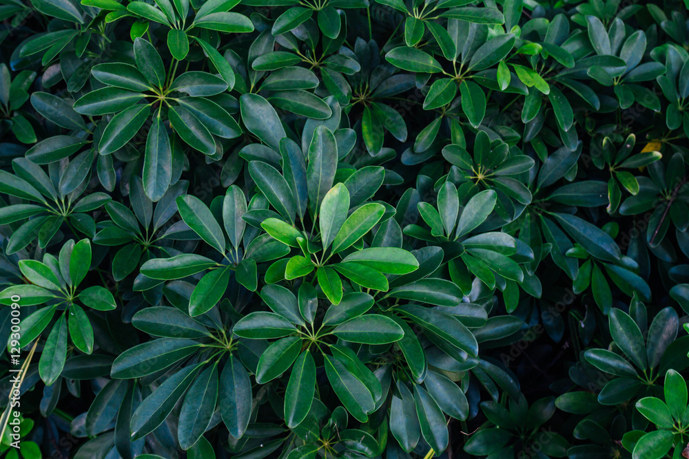 background green texture, nature leaf tree