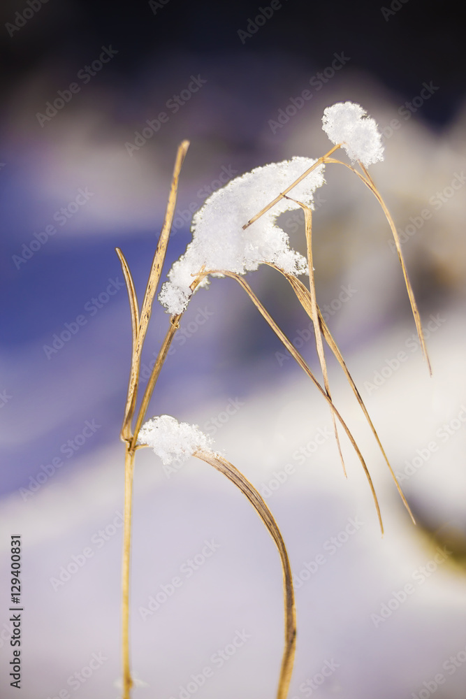 干草枝上有雪生物