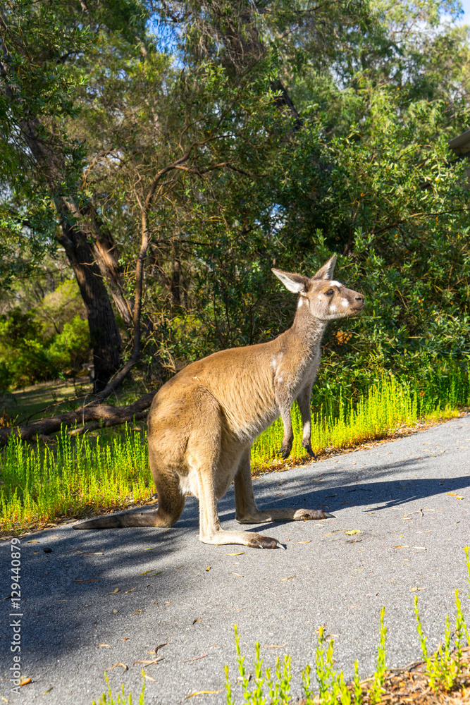 Kangaroo ,Walpole ,Australia .