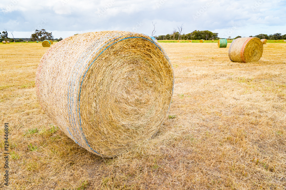 Hay and straw bales in the end of summer. Western Australia.