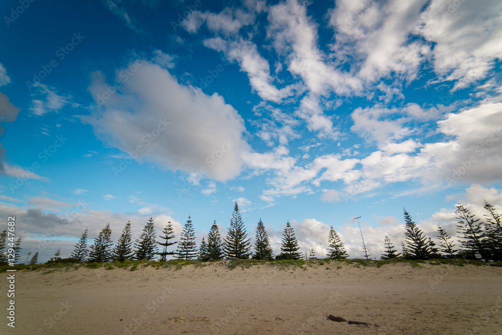 Busselton沙白色海滩上的松树在蓝天白云的夏日早晨提供树荫