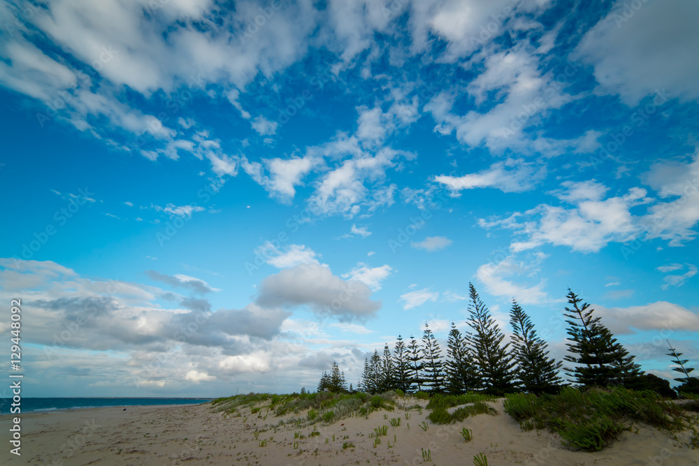 Busselton沙白色海滩上的松树在蓝天白云的夏日早晨提供树荫