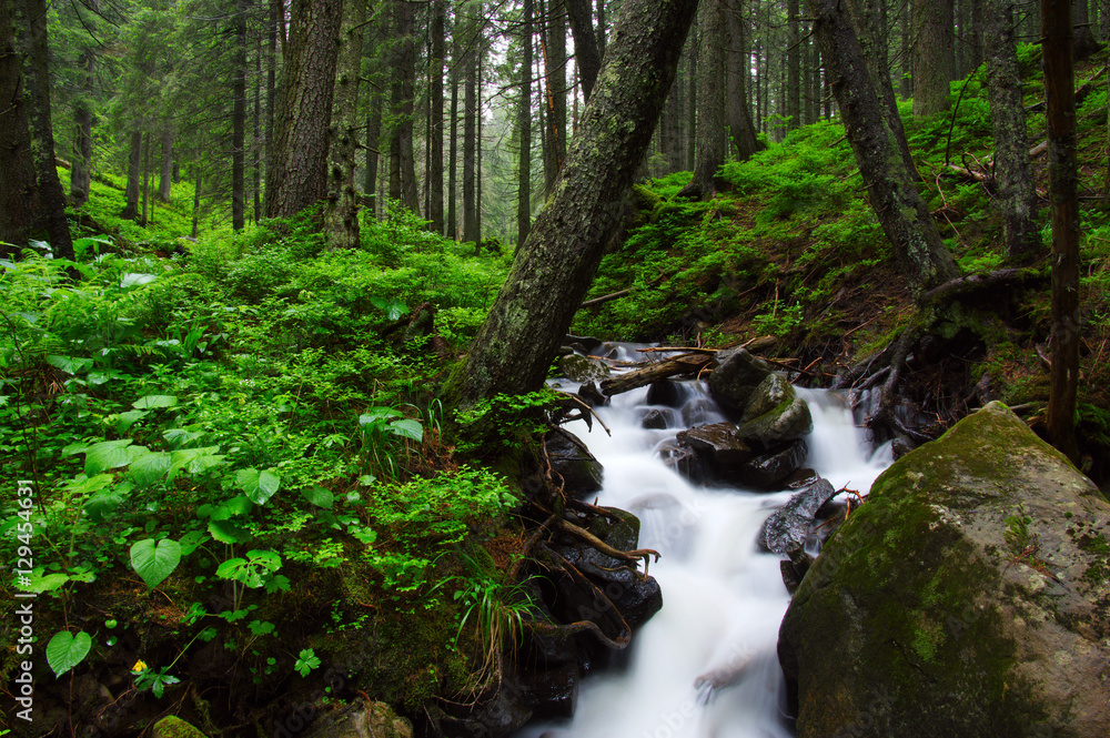 River in the woods