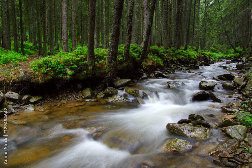 River in the woods