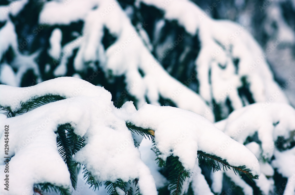 云杉树枝被雪覆盖