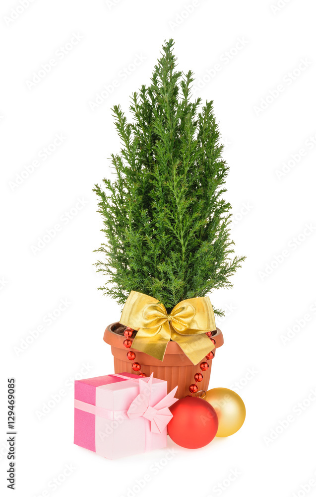 Christmas tree isolated on white