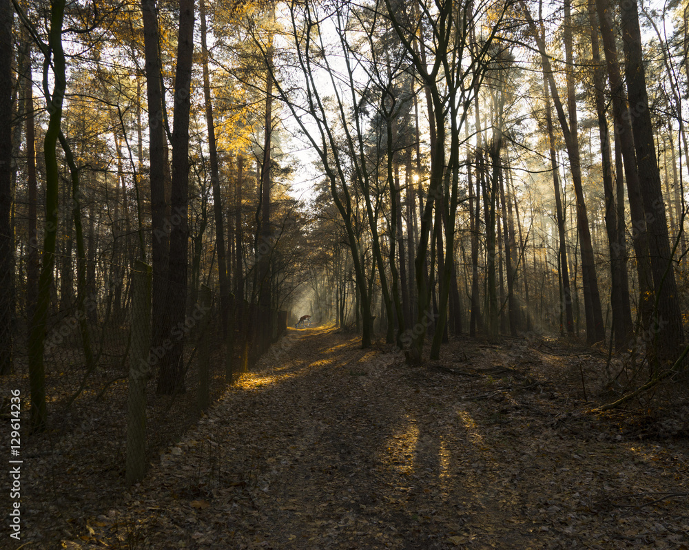 Nebliger Winterwald mit Sonnenstrahlen