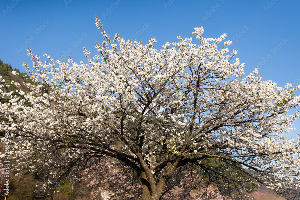 川口湖的白樱花