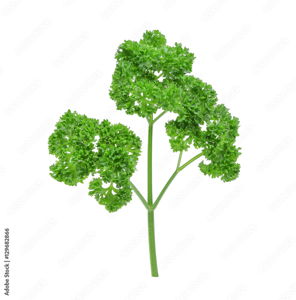 白底隔离的Parsley