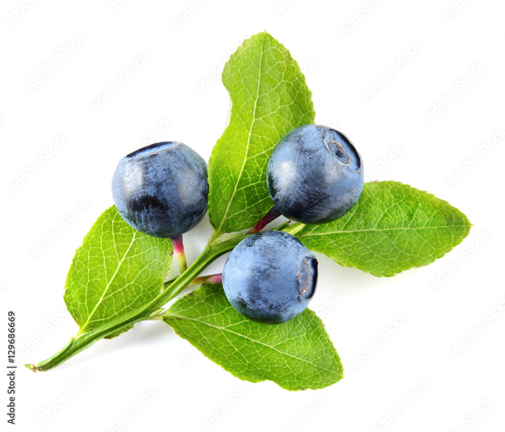 Blueberry branch isolated on white background