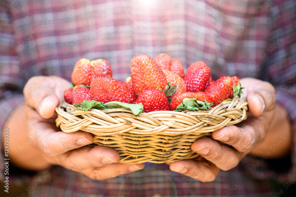 Fresh strawberries handpicked from a strawberry farm