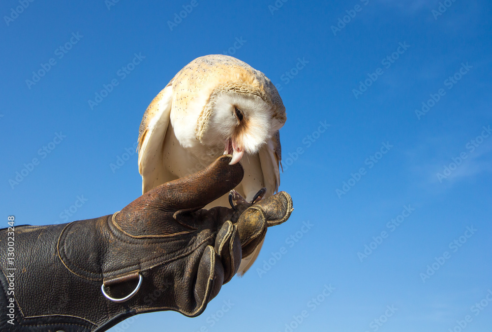 Portrait of a young female barn owl during a falconry training in Dubai, UAE.