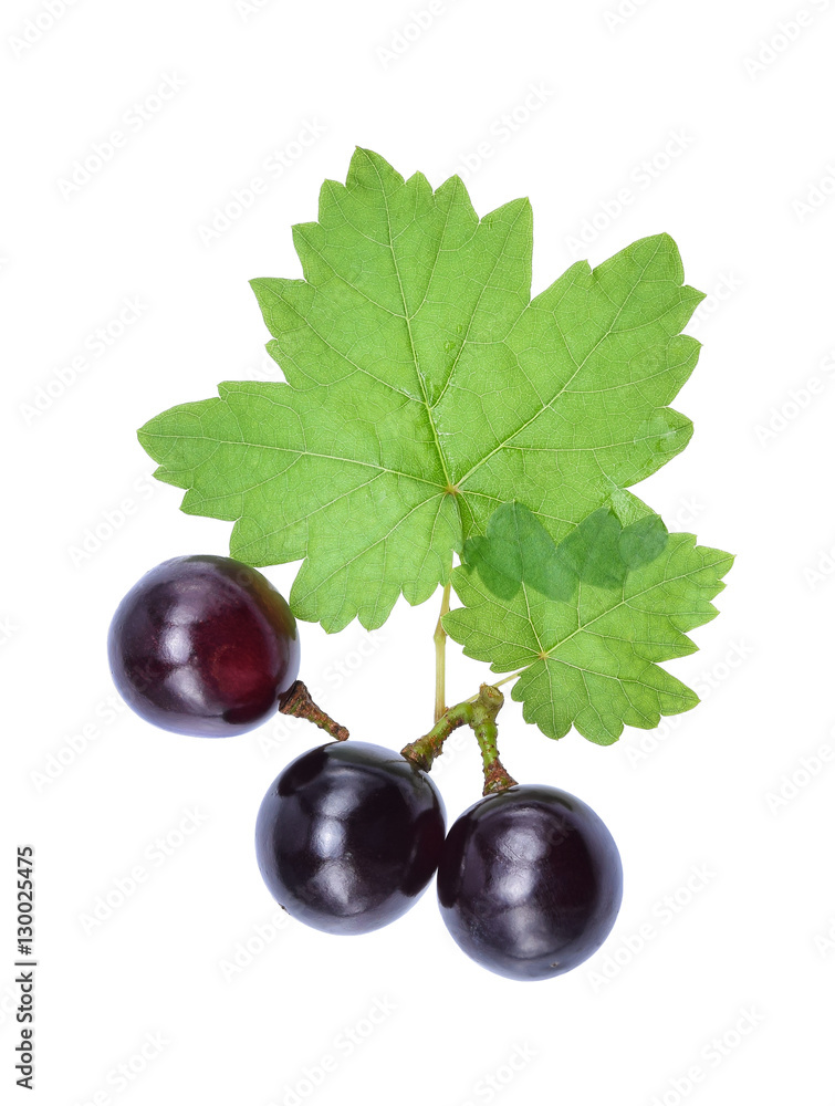 Fresh Grapes and leaf with drop of water isolated on white backg