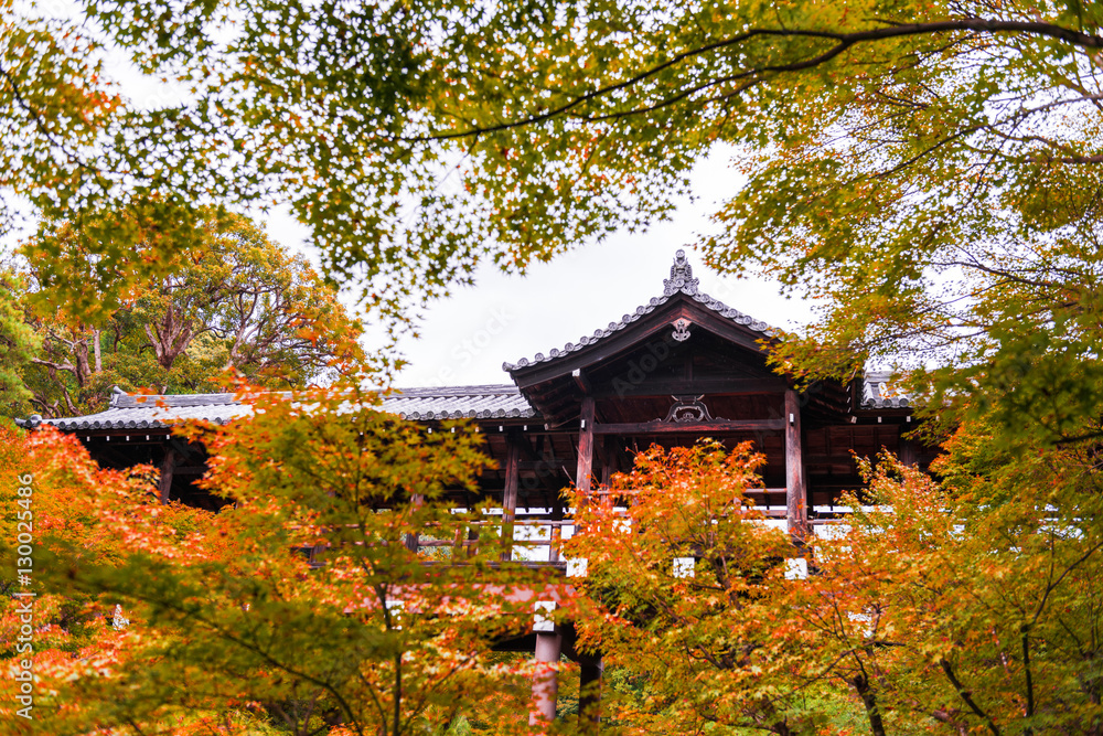 Colorful Maple Leaf Colors Tree in Japan Travel Autumn Season at Tofukuji Temple Kyoto Prefecture.