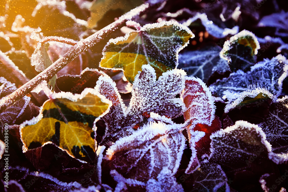 Winter in the garden. The first frosts and frozen plants.