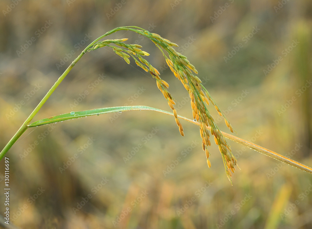 rice field