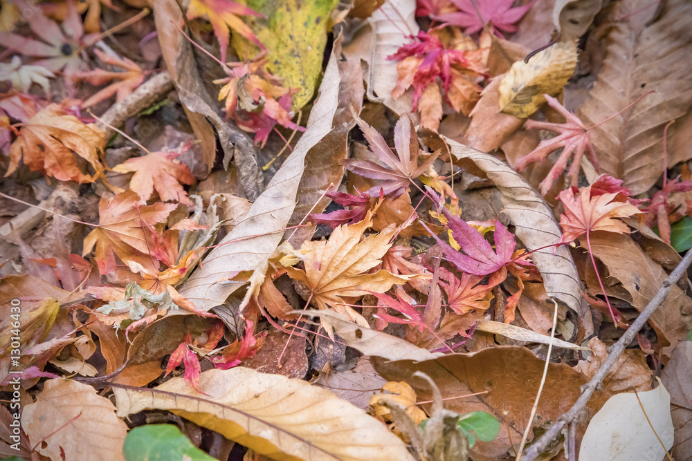 紅葉