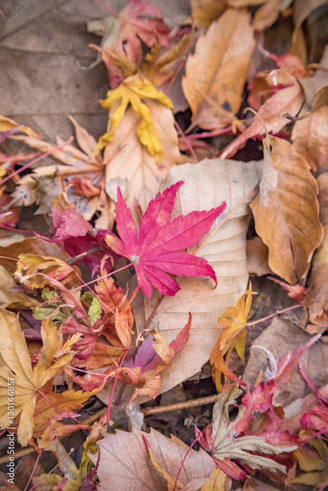 紅葉