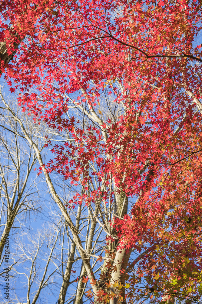 紅葉