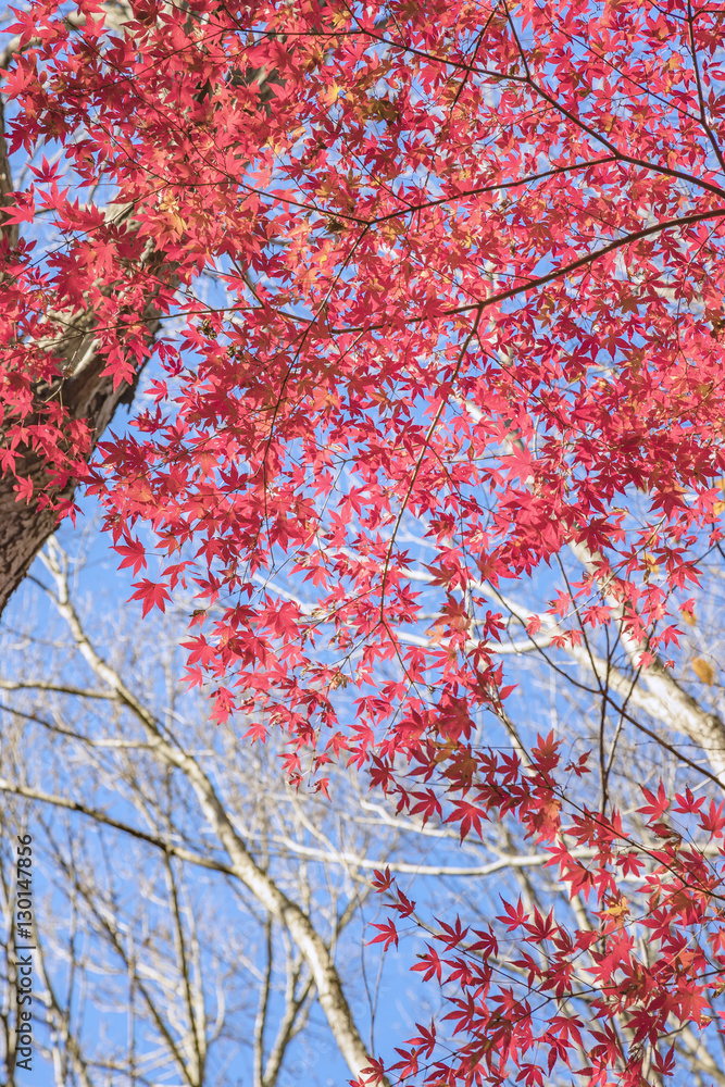 紅葉