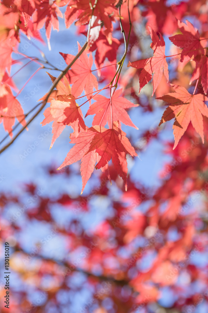 紅葉