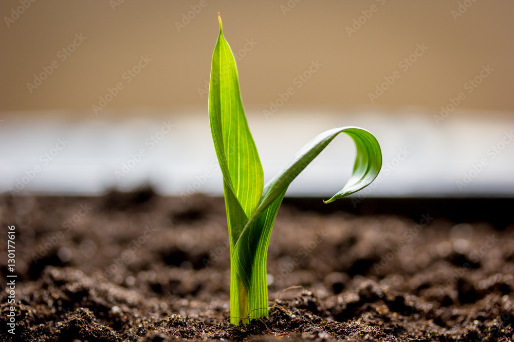 Concept appearance of life - sprout from soil close up