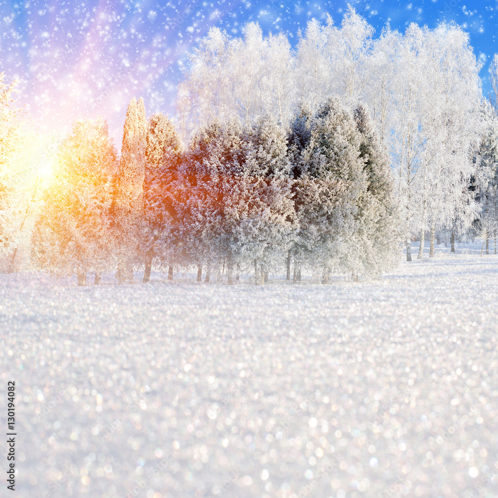 白雪皑皑的树木和雪花的冬季景观