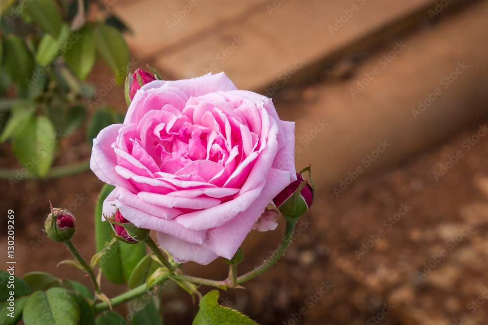 big pink rose