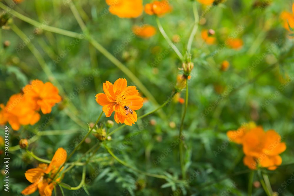 yellow flowers background