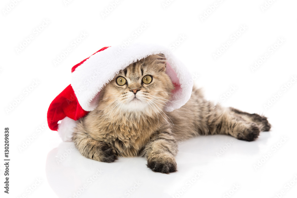 Kitten in Santa Claus xmas red hat on white background.