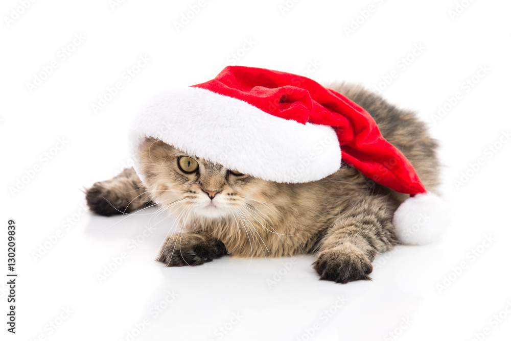 Kitten in Santa Claus xmas red hat on white background.