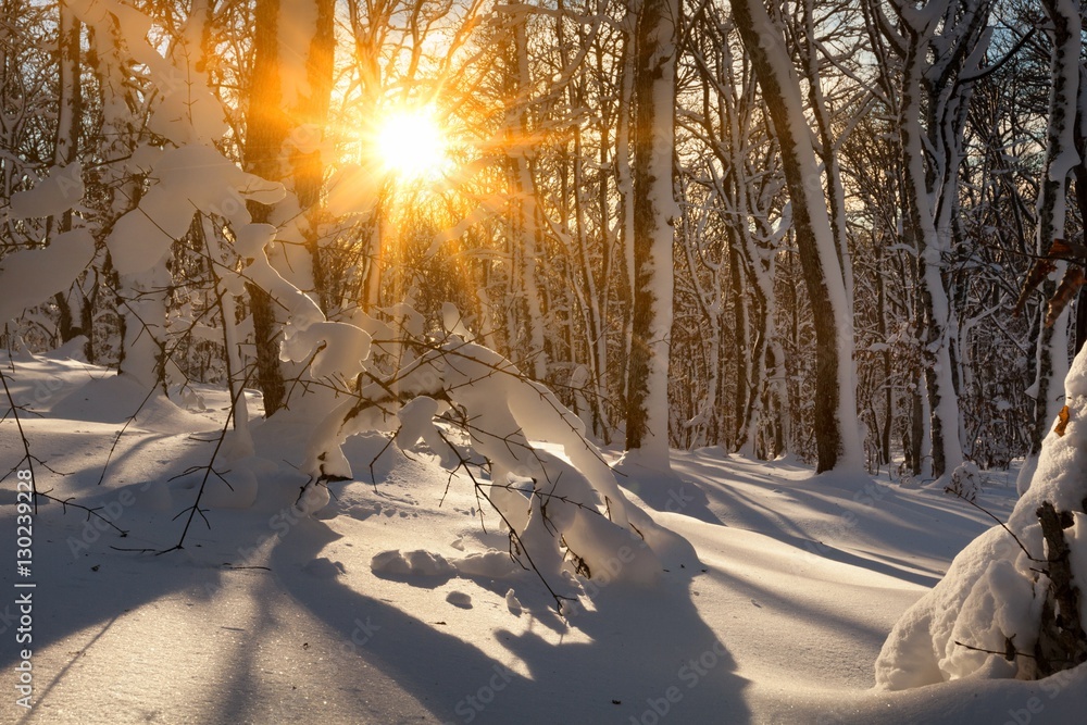 Winter landscape.