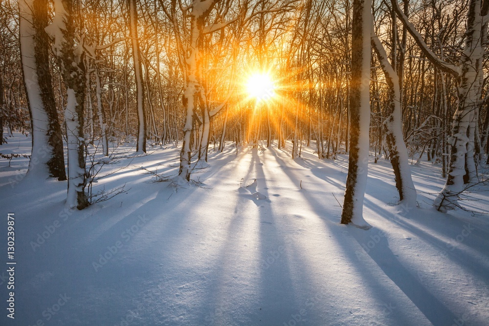 Winter landscape.