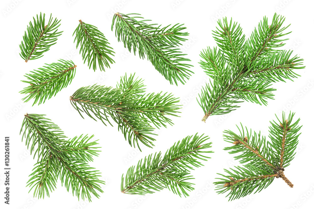 Fir tree branch isolated on white background