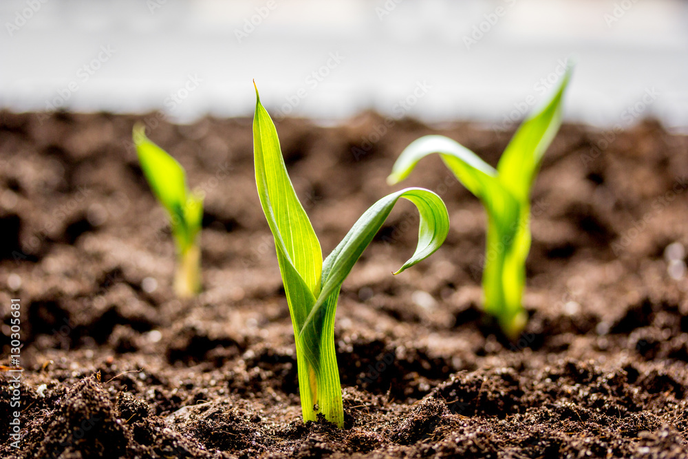 Concept appearance of life - sprout from soil close up