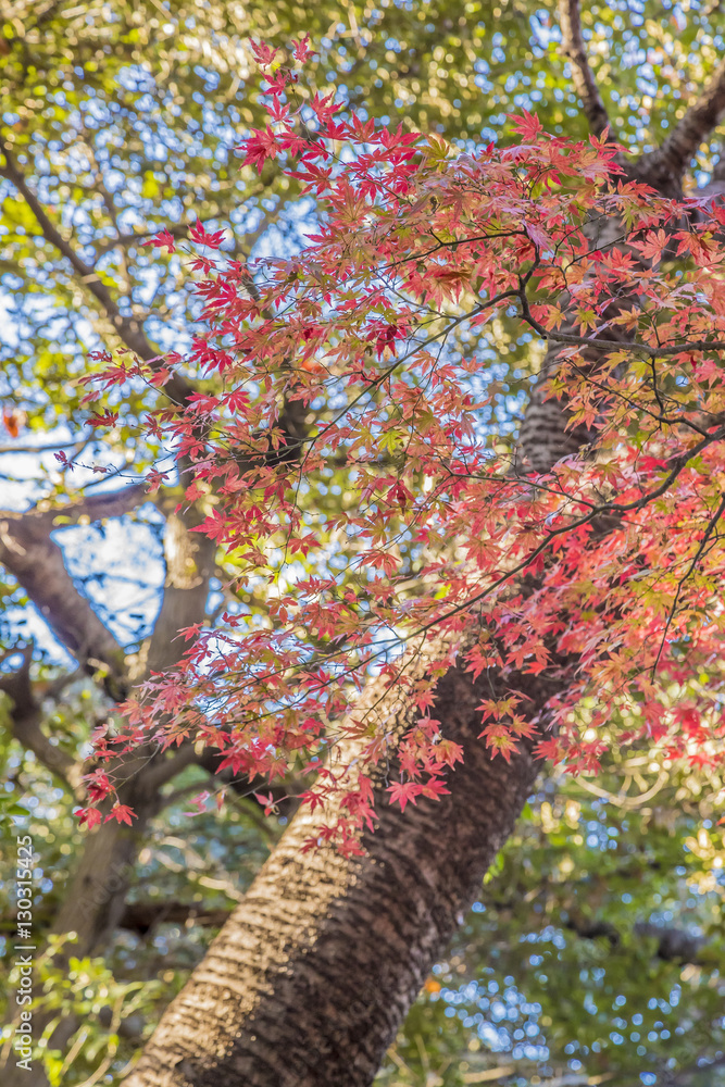 紅葉