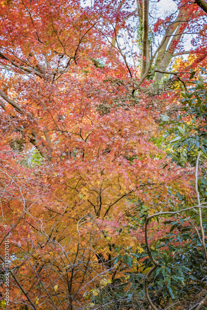 紅葉