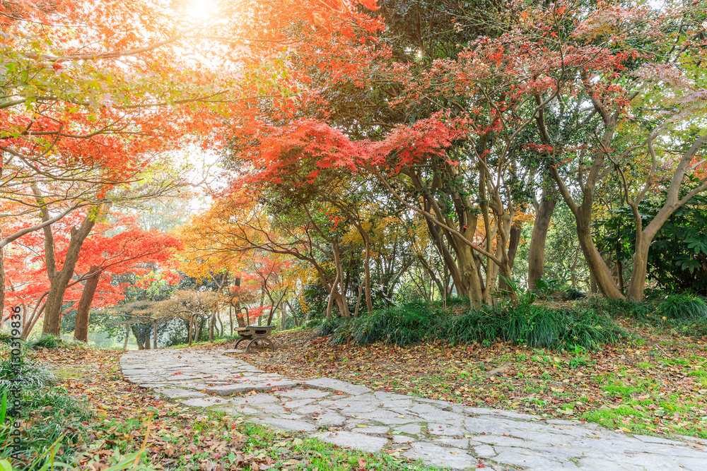 公园里的秋天景观