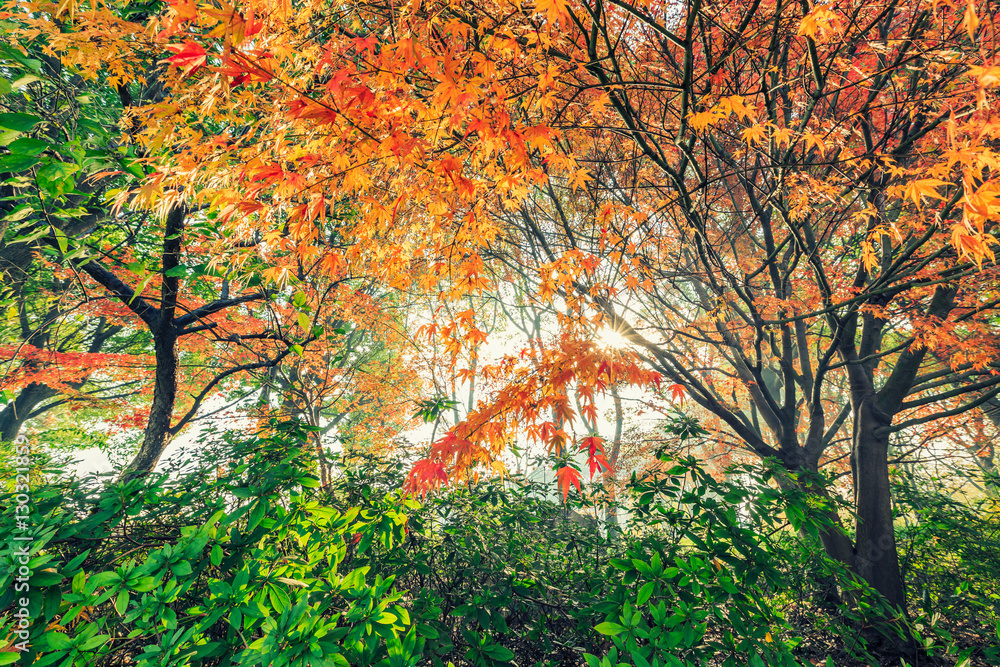 Autumn maple landscape in the foggy morning