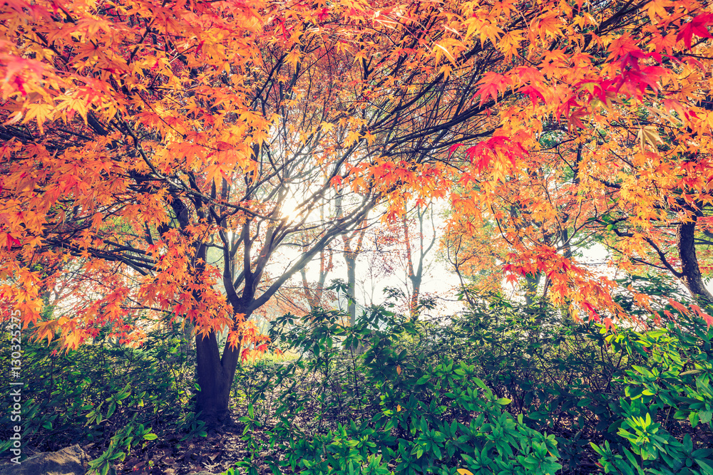 Autumn maple landscape in the foggy morning