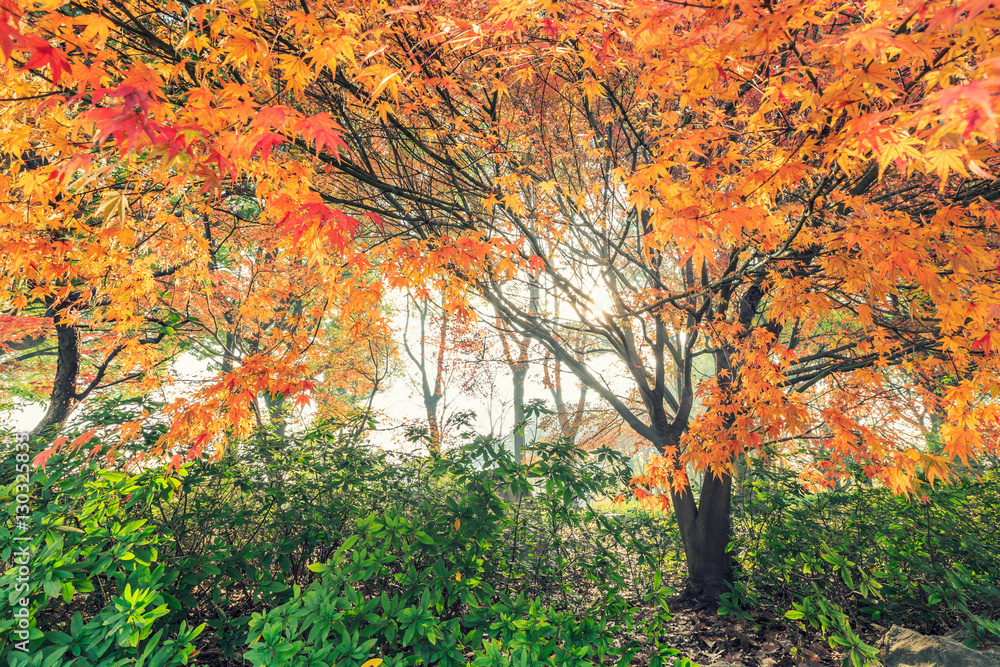 Autumn maple landscape in the foggy morning